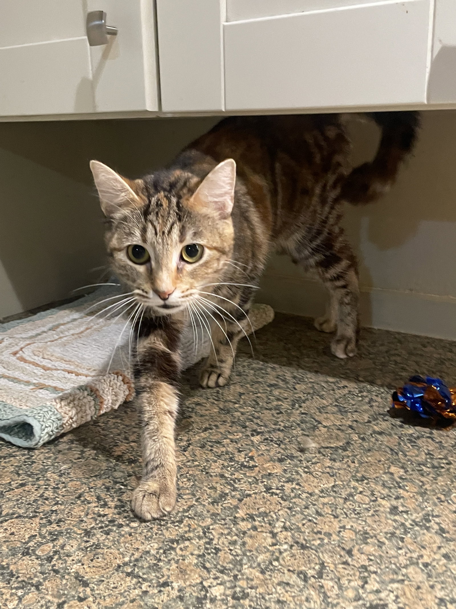 Cats for Adoption in Middletown, Delaware Alpha Paw