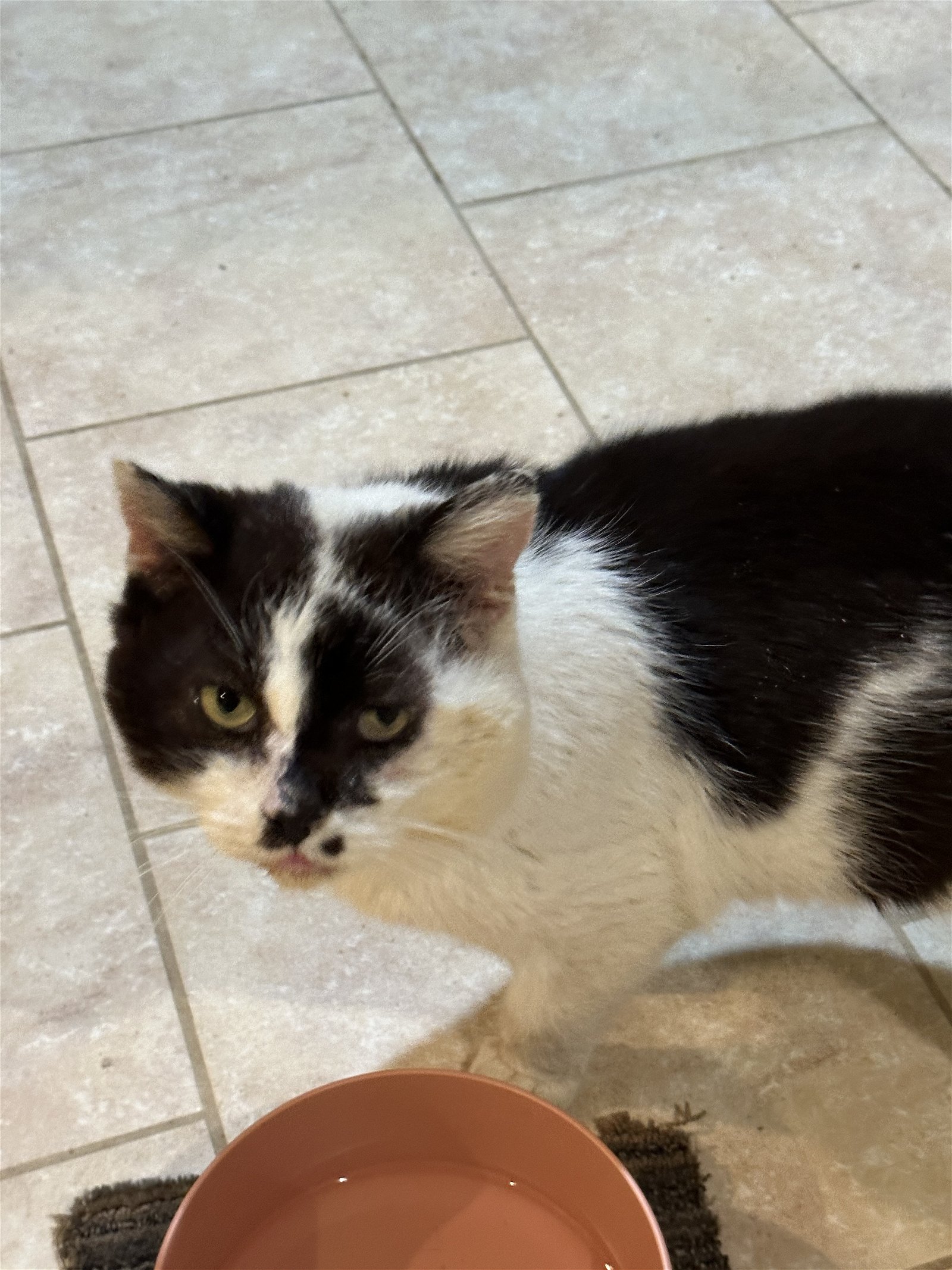 adoptable Cat in Philadelphia, PA named Stinky