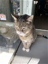 adoptable Cat in philadelphia, PA named ROMAN