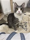 adoptable Cat in adel, IA named Tom