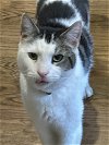 adoptable Cat in philadelphia, PA named Zen
