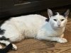 adoptable Cat in adel, IA named Truck