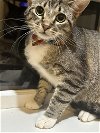 adoptable Cat in adel, IA named Dasher