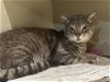 adoptable Cat in phila, PA named Chinook