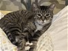 adoptable Cat in philadelphia, PA named Venus