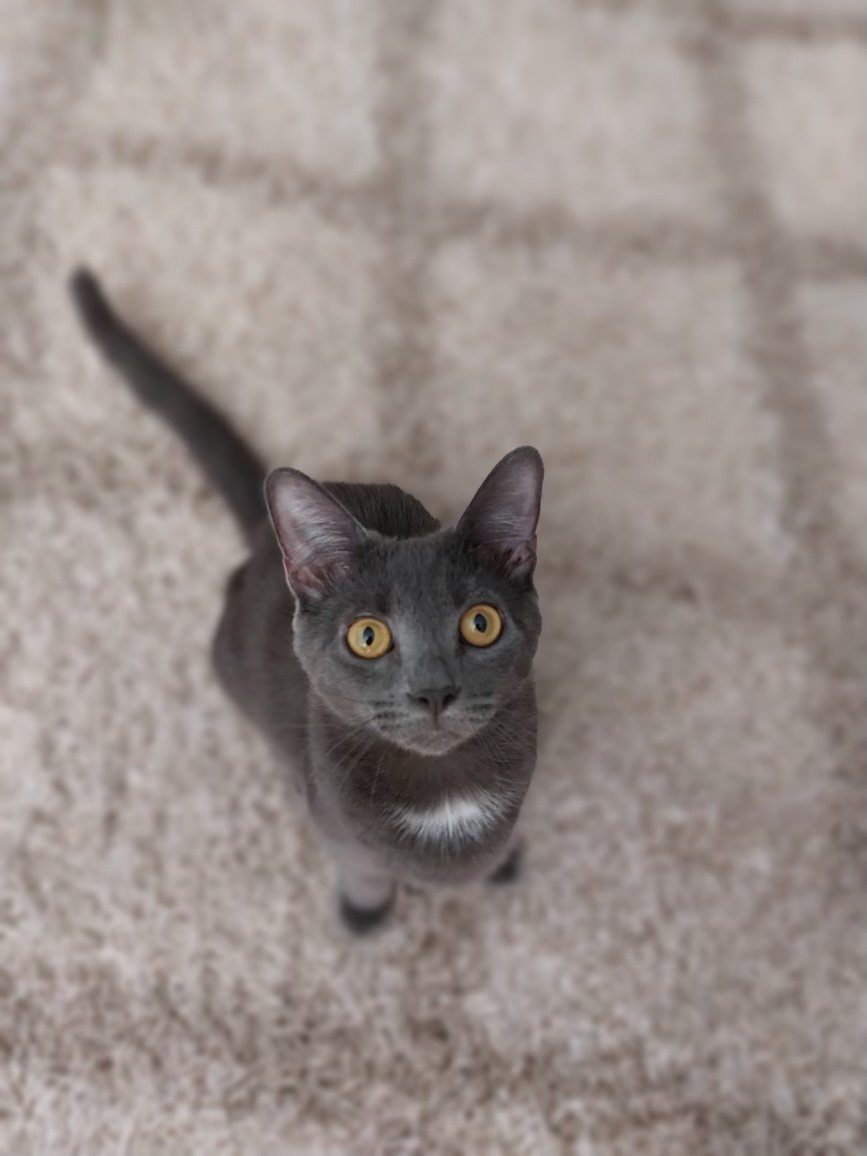adoptable Cat in Philadelphia, PA named Beetlejuice