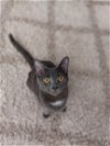adoptable Cat in philadelphia, pa, PA named Beetlejuice