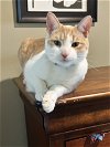 adoptable Cat in philadelphia, PA named Blinky