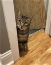 adoptable Cat in philadelphia, PA named Arlington