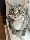 adoptable Cat in philadelphia, PA named Dasher
