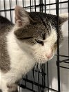 adoptable Cat in philadelphia, PA named Ursula