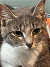 adoptable Cat in phila, PA named Havarti