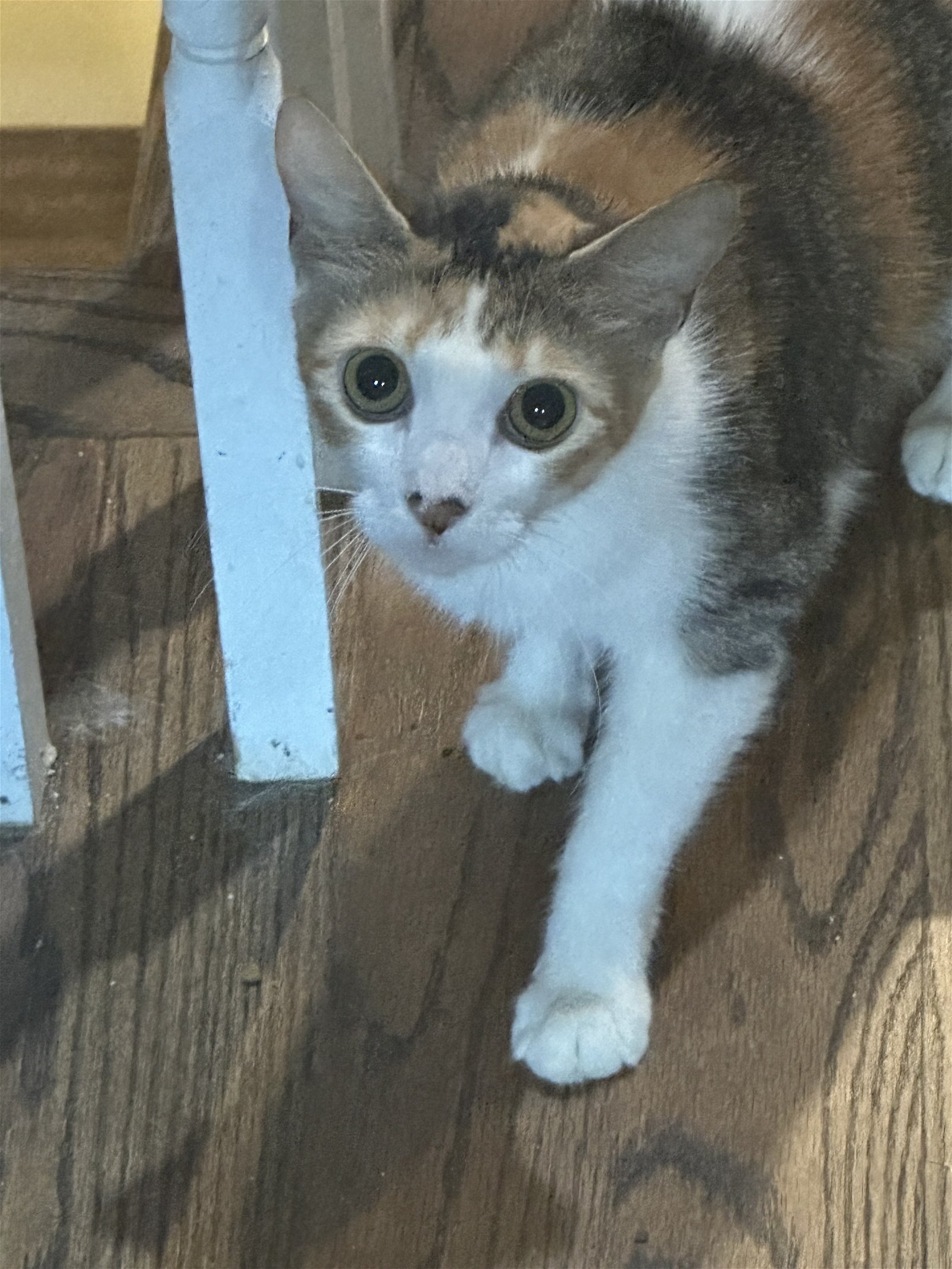 adoptable Cat in Philadelphia, PA named Jada