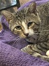 adoptable Cat in adel, IA named Chief