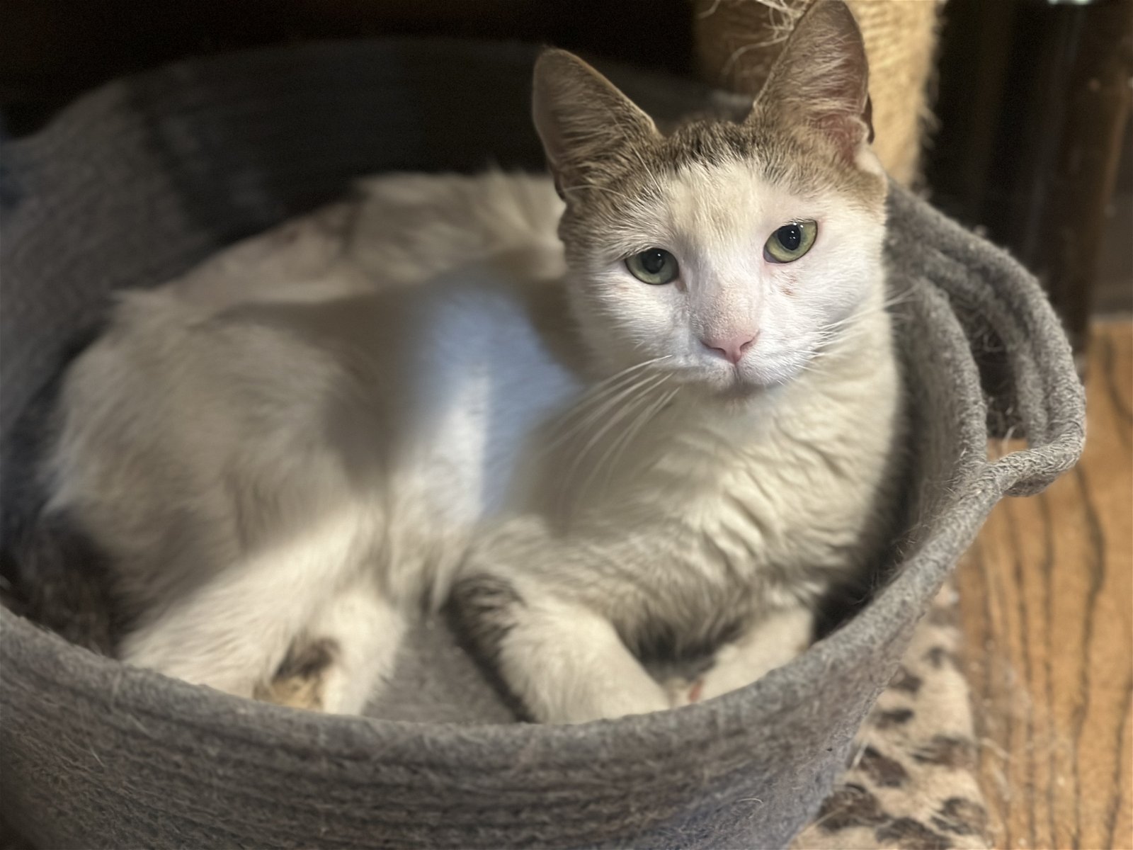adoptable Cat in Philadelphia, PA named Bibi