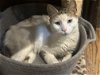 adoptable Cat in adel, IA named Bibi