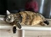 adoptable Cat in adel, IA named Catty