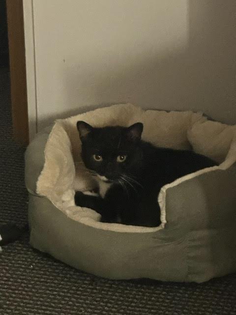 adoptable Cat in Philadelphia, PA named Jacques