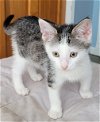 adoptable Cat in adel, IA named Possum