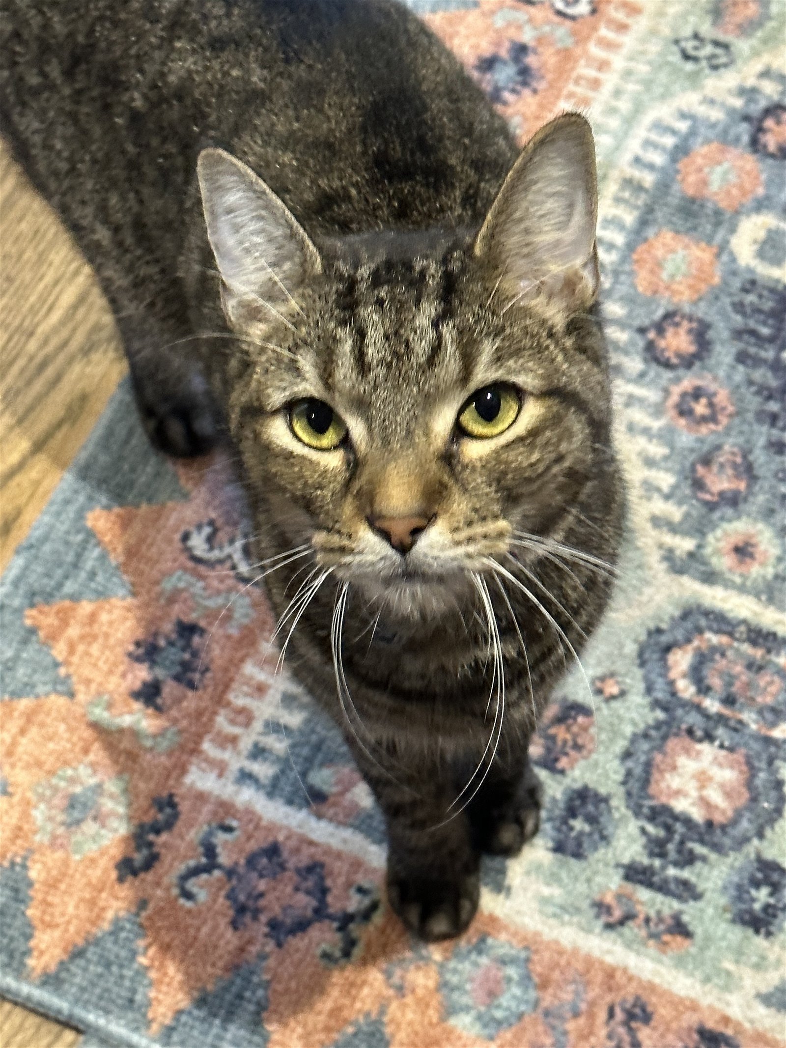 adoptable Cat in Philadelphia, PA named Tucker