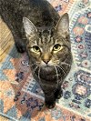 adoptable Cat in phila, PA named Tucker