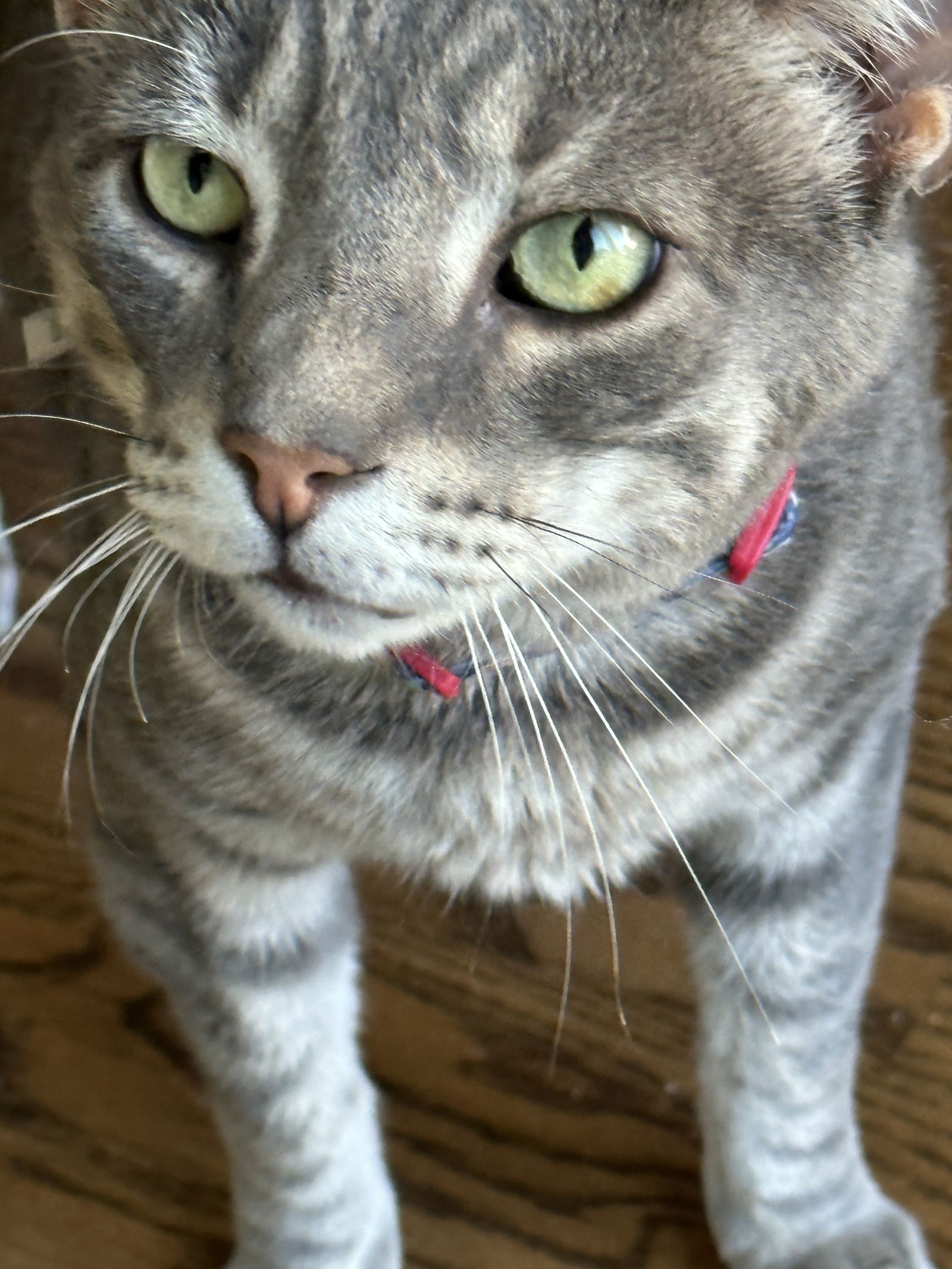 adoptable Cat in Philadelphia, PA named Smokes