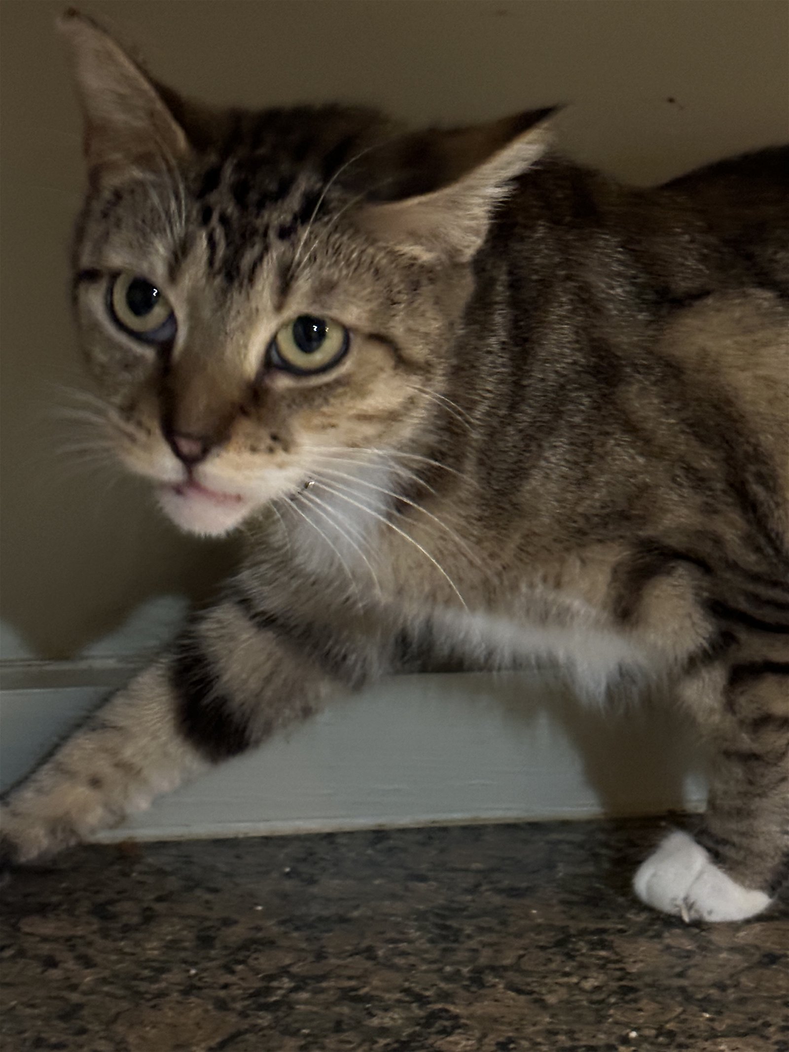 adoptable Cat in Philadelphia, PA named Tiki