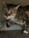 adoptable Cat in adel, IA named Tiki