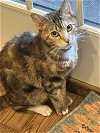 adoptable Cat in philadelphia, PA named Tootsie