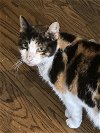 adoptable Cat in adel, IA named Cici