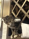 adoptable Cat in adel, IA named Tokaji