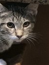adoptable Cat in adel, IA named Raisin