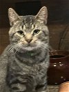 adoptable Cat in philadelphia, PA named Brownie