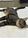 adoptable Cat in phila, PA named Tucker