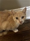 adoptable Cat in adel, IA named Polly