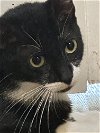 adoptable Cat in philadelphia, PA named Sylvia