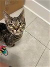 adoptable Cat in philadelphia, PA named Cardaman