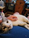 adoptable Cat in adel, IA named Slug