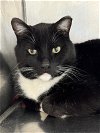 adoptable Cat in wasilla, AK named BOOTS