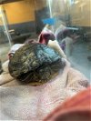 adoptable Turtle in , AK named PRINCESS PEACH