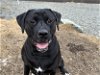 adoptable Dog in wasilla, AK named ELSI