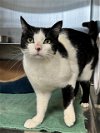adoptable Cat in wasilla, AK named SPIKE