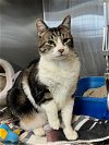 adoptable Cat in wasilla, AK named BEAU