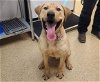 adoptable Dog in wasilla, AK named BREAKER