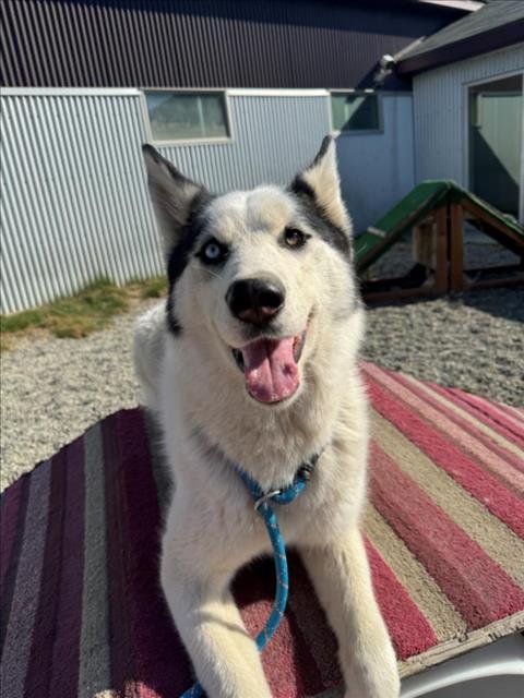 adoptable Dog in Wasilla, AK named MARLEY