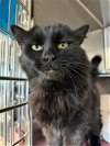 adoptable Cat in , AK named BLISS