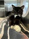 adoptable Cat in wasilla, AK named BATMAN