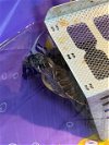 adoptable Turtle in wasilla, AK named SHELLY