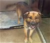 adoptable Dog in wasilla, AK named CHAMP
