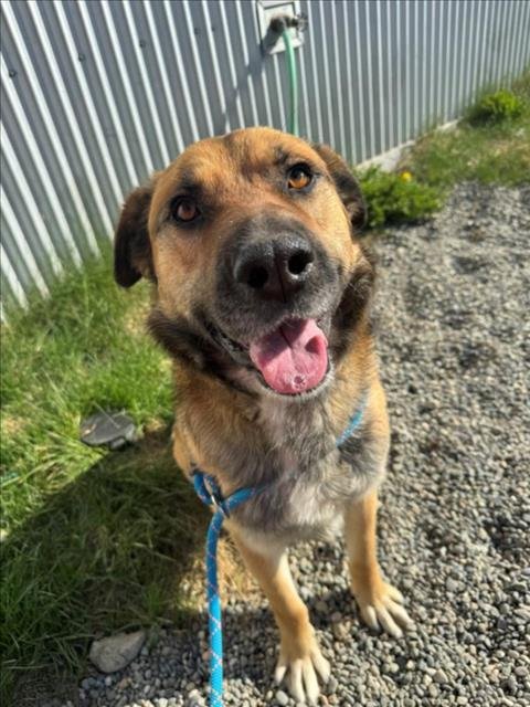 adoptable Dog in Wasilla, AK named CHAMP